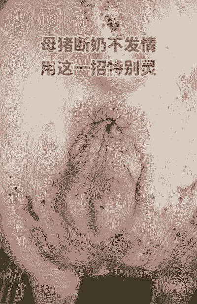 母猪产后小便疼痛