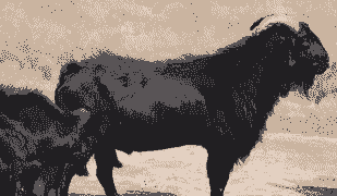 努比山羊的交配