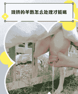 波尔山羊可以挤奶吗