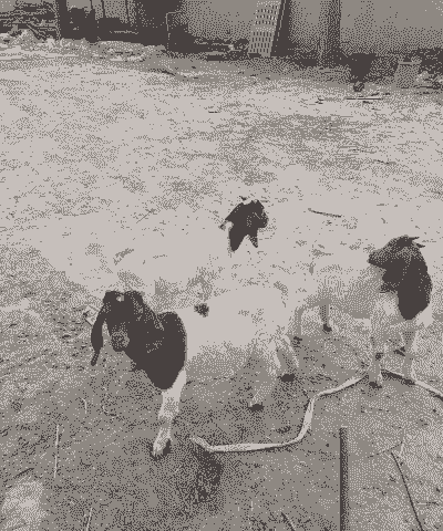 波尔山羊和小尾山羊