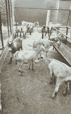 那有青山羊基地