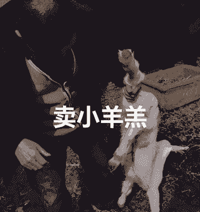 山羊怎么下单羔