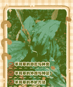 山羊吃什么草药