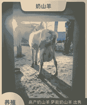 内蒙奶山羊研究