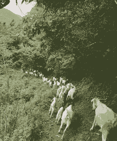 春季山羊养殖要点