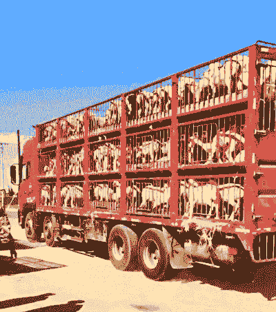 山羊运输注意事情