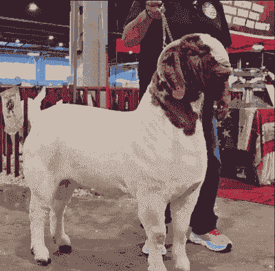 波尔山羊有角吧