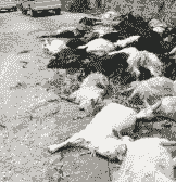 养绒山羊大批死亡