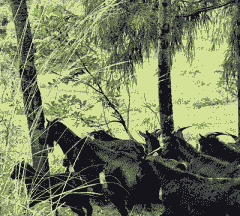 山羊恙多少天断奶