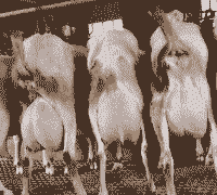 安徽那有奶山羊场