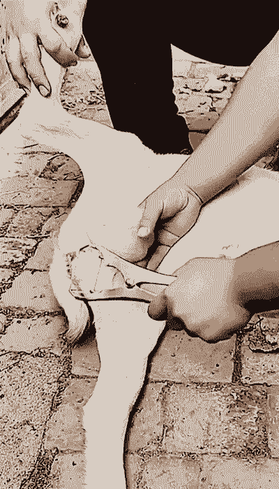 去势山羊还打架吗