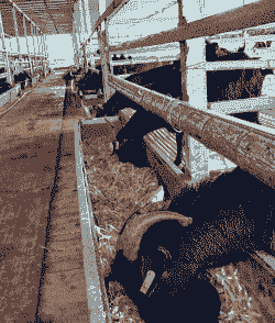 山羊养殖场技术