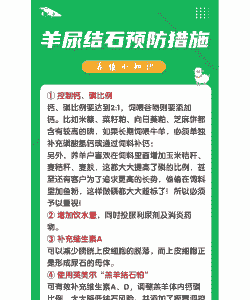 山羊尿结石如何治疗