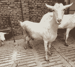 萨能奶山羊二胎