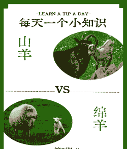 山羊和绵羊采食量对比