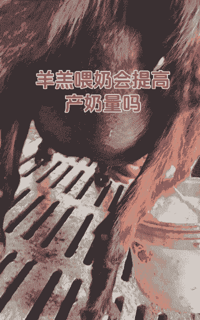 新疆红鹿奶山羊怎么喂