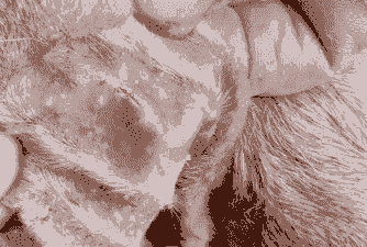 山羊耳朵上长小颗粒