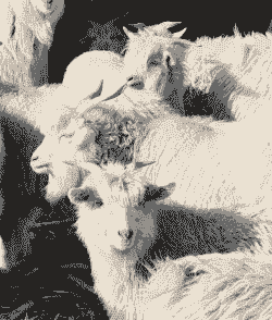 内蒙古最好的山羊