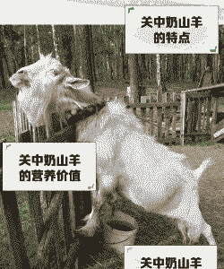 关中奶山羊好养吗