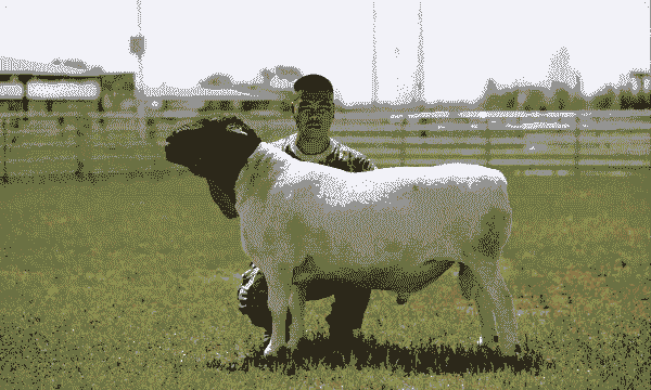 杜泊泊奶山羊养殖基地