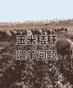 山羊喜欢吃玉米秸秆吗