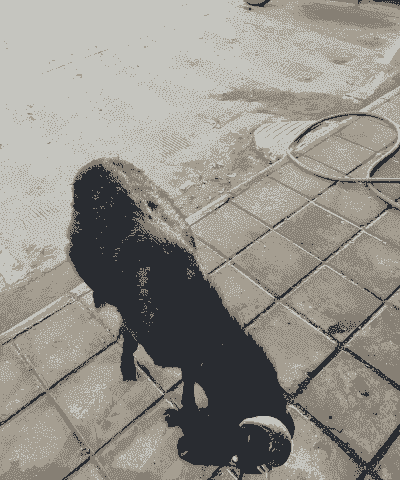 一年的山羊有多重