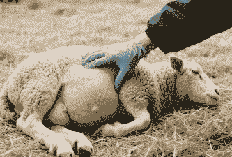 奶山羊一年没怀