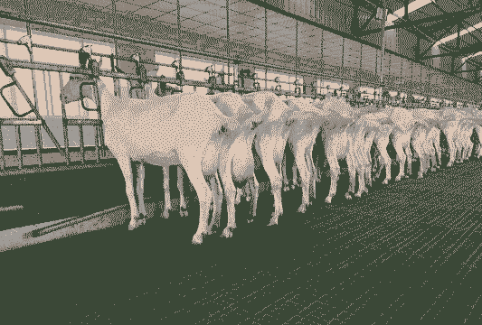 四川奶山羊养殖技术