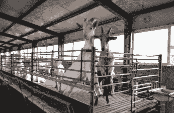 陕西奥妮克奶山羊基地