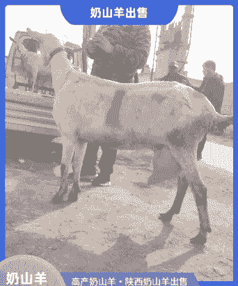 山东德州有出售奶山羊