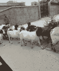 房县盛华山羊养殖场