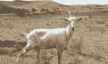 秦皇岛本地活的小母山羊