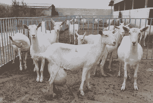奶山羊冬天不产奶吗