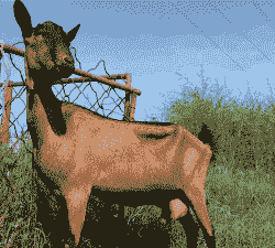 哪里是红鹿奶山羊产基地