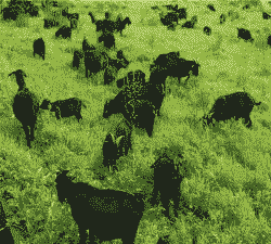 湖南养哪种山羊比较好