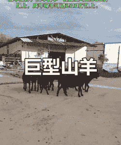 努比亚山羊成群性怎么样