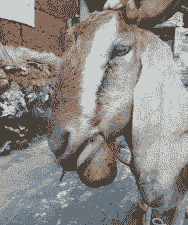 山羊舌头肿大怎么回事