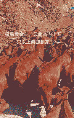 棕红色的山羊是什么品种