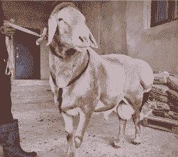 山羊一直大约多少斤