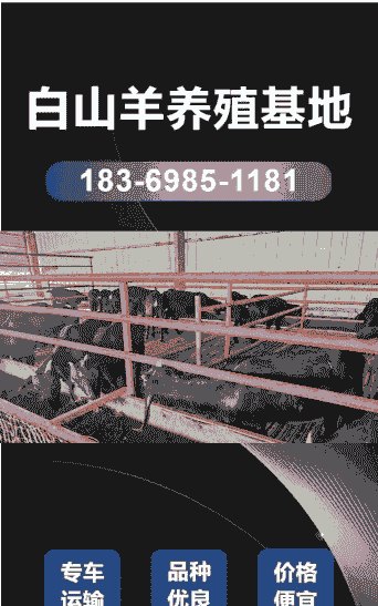 波尔山羊在哪里买最便宜