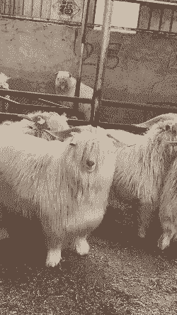 绒山羊一年可以几胎