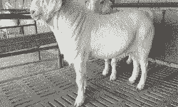 白山羊妊娠期怎么算