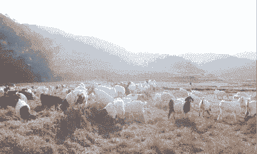 浙江山羊销量合作社