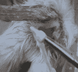 山羊被感染脑包虫能吃