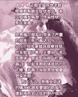 山羊疫发病是什么正壮