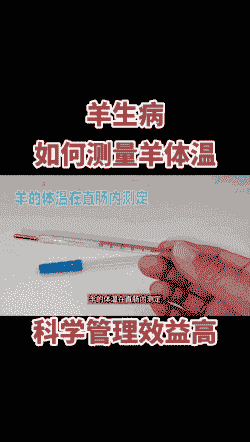 奶山羊的正常体温是多少