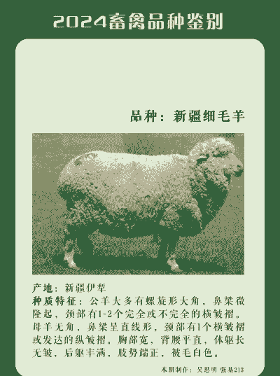 细毛羊是山羊还是绵羊