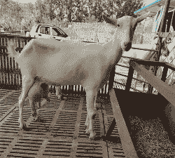 关中奶山羊和萨能奶羊