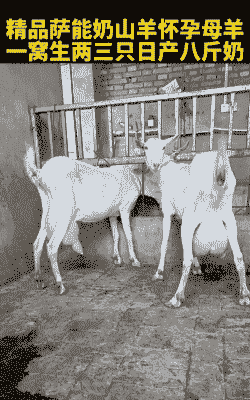 萨能奶山羊分布区域