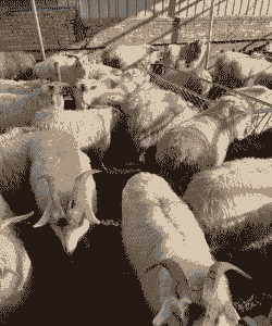 盖州最大绒山羊养殖场